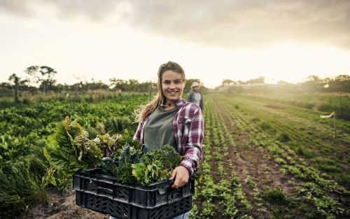 Farmer in the field holding a wooden crate of fresh vegetables